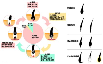 毛のサイクル